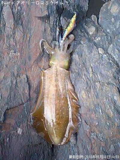 �����ꥤ��