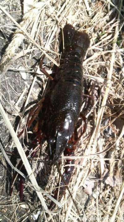 �������ӡ�