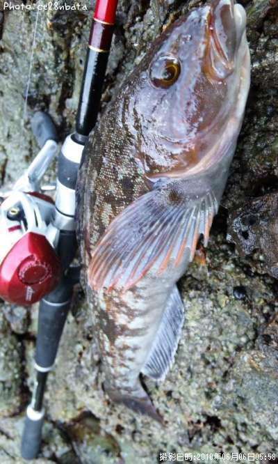 �����ʥ�