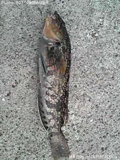 �����ʥ�