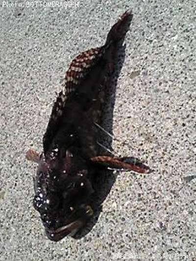 �˥�������