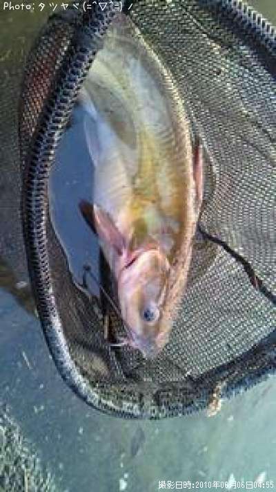 ����ꥫ�ʥޥ�