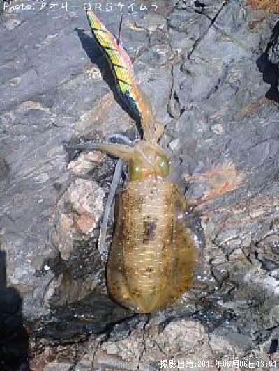 �����ꥤ��