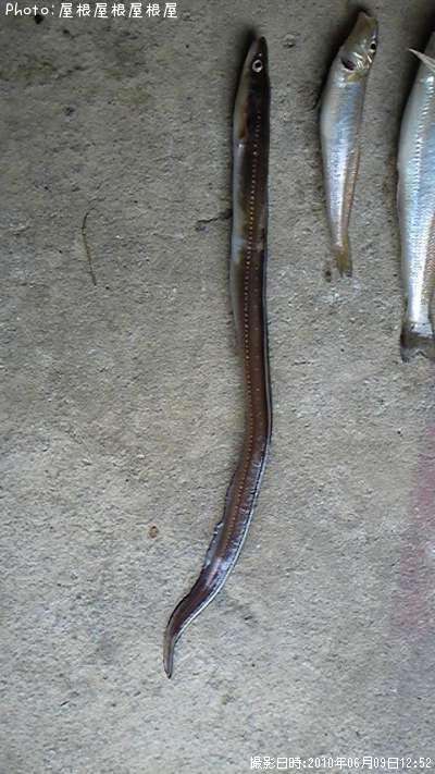 ���ʥ�����