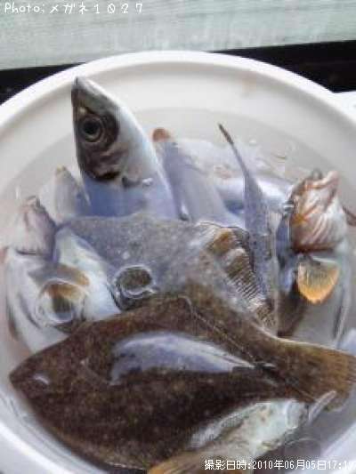 ���奢���ʥ�ᥴ����