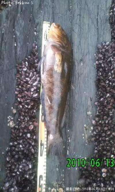 �����ʥ�