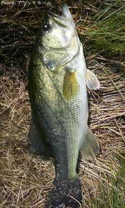 �֥�å��Х�