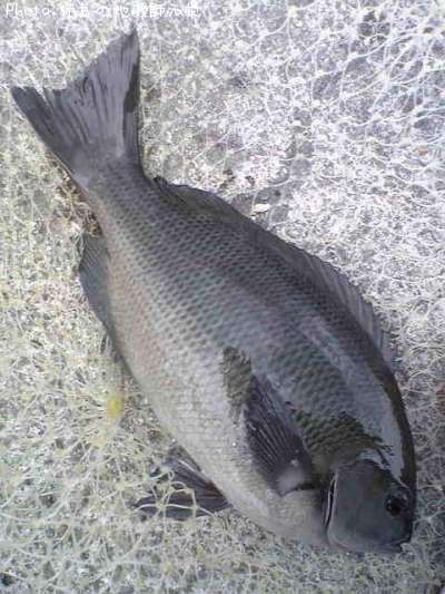 �����᥸��