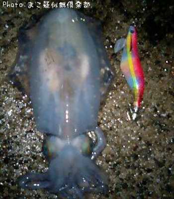 �����ꥤ��