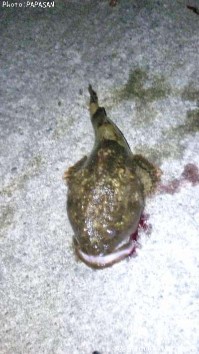 �˥�������