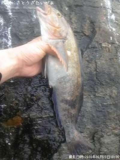 �����ʥ�