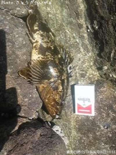 �����Υ���Х�