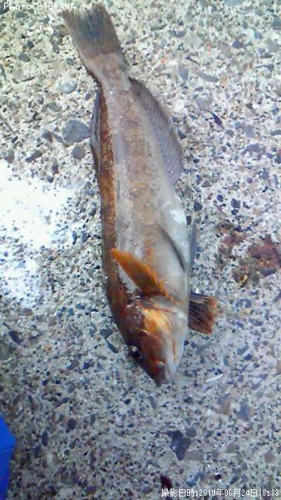 �����ʥ�