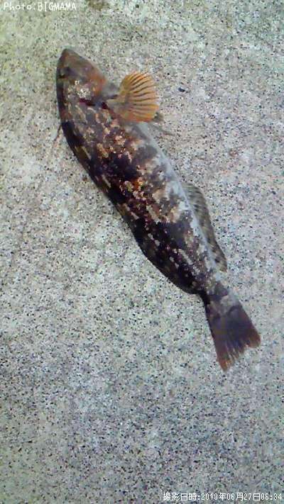 �����ʥ�