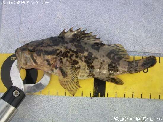 �����Υ���Х�