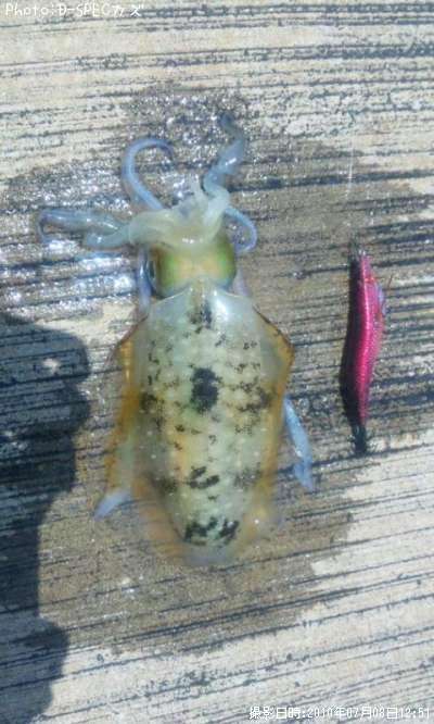 �����ꥤ��