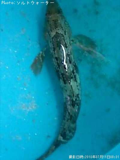 �����ʥ�