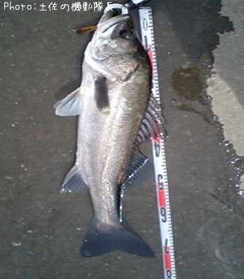 �ۥ�������