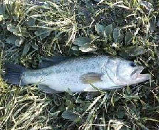 �֥�å��Х�