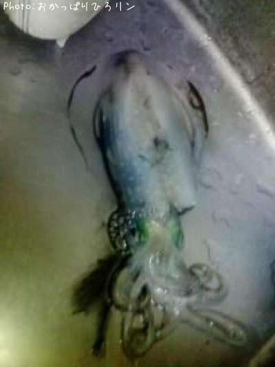 �����ꥤ��