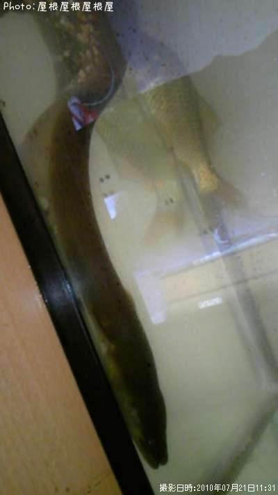 ���ʥ���