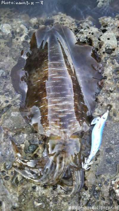 �����ꥤ��