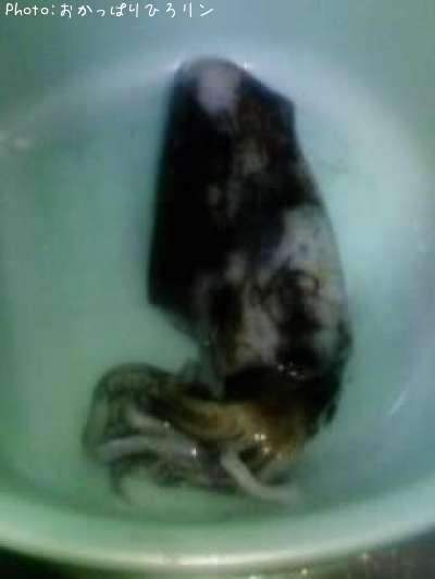 �����ꥤ��