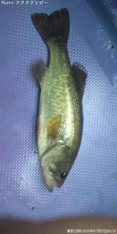 �֥�å��Х�