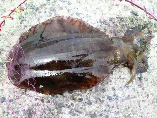 �����ꥤ��