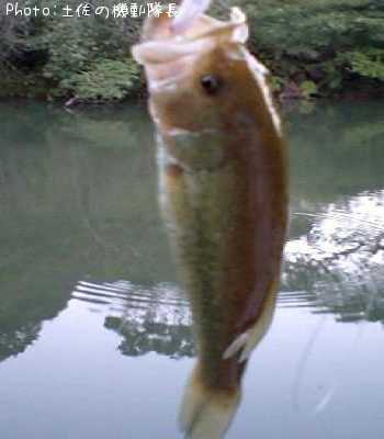 �֥�å��Х�