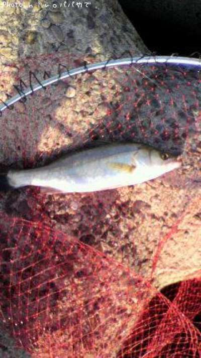 �����Х�