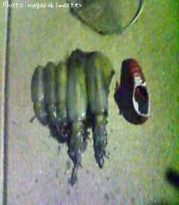 �����ꥤ��