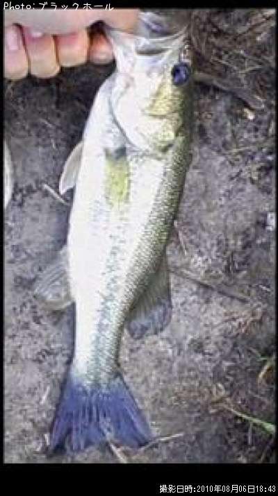 �֥�å��Х�