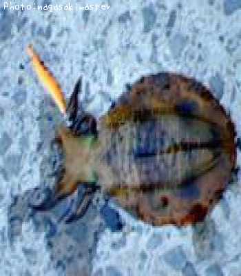 �����ꥤ��