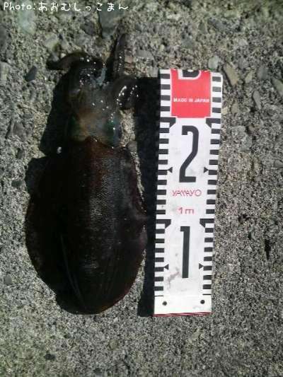 �����ꥤ��