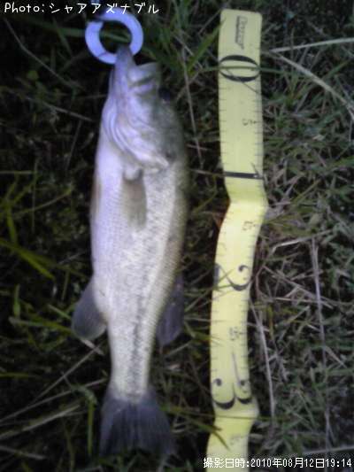 �֥�å��Х�