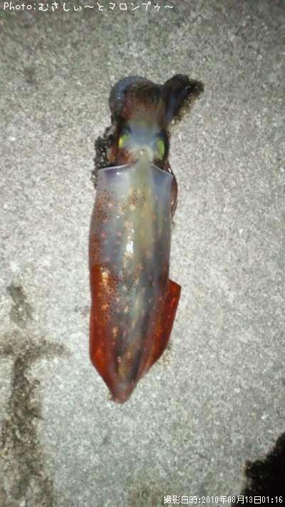 ���󥵥�����