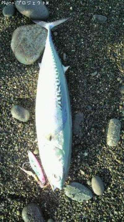 �ޥ륽����