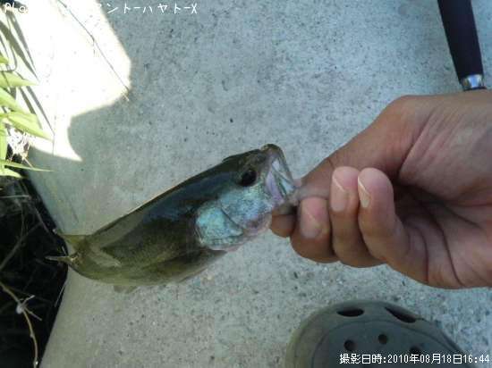 �֥�å��Х�