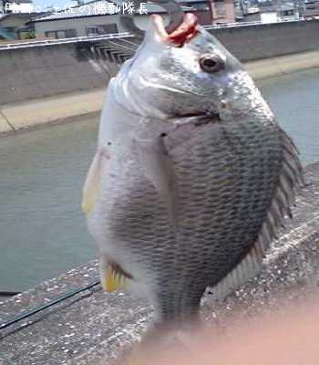 ���ӥ����