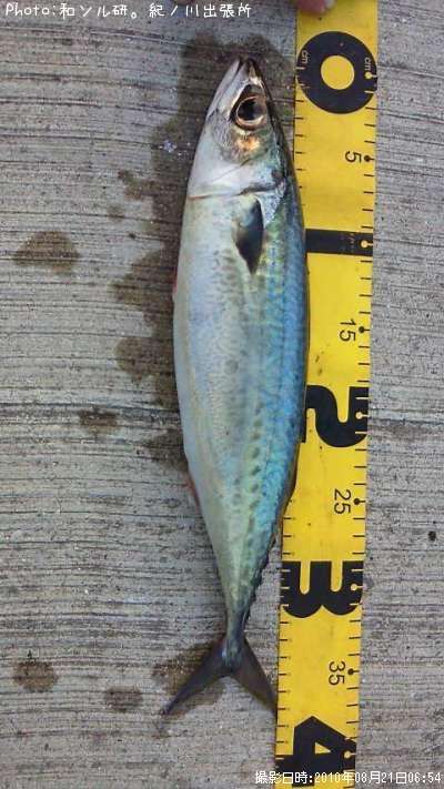 ���ޥ���