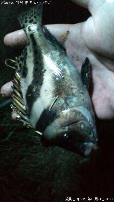 �狼��ޤ���