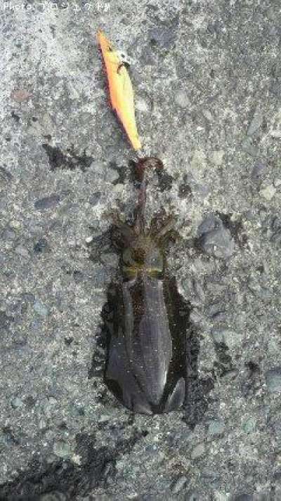 �����ꥤ��