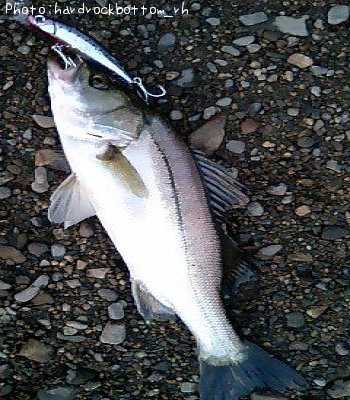 �����Х�