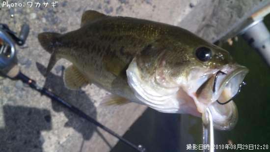 �֥�å��Х�