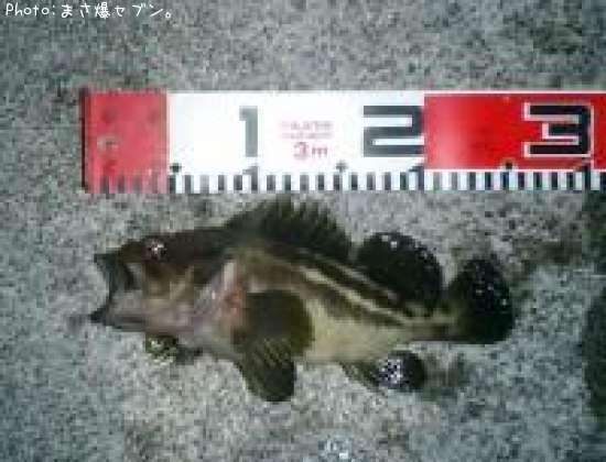 ���ޥ���