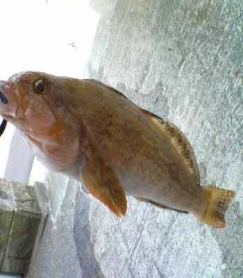 �����ʥ�