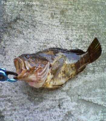 �٥å�������