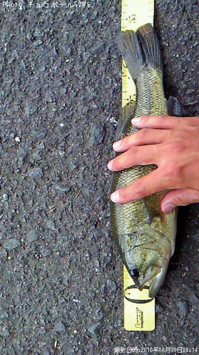 �֥�å��Х�