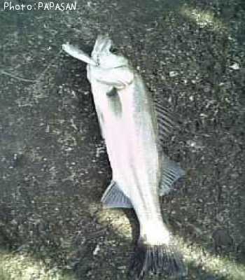 �����Х�